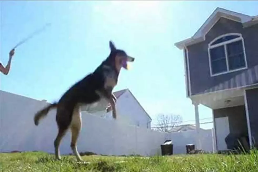 Double Dutch Dog Is One Talented Pooch