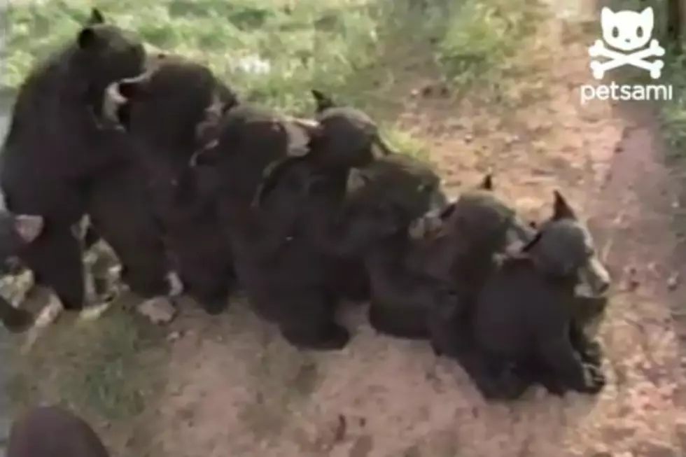 Adorable Bear Cubs Conga Their Way into Your Heart