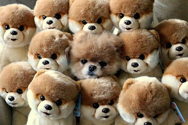 Can You Spot Boo the Dog Among the Stuffed Animals?