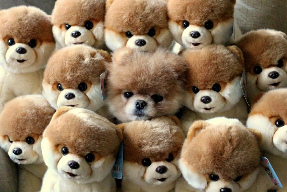 dogs that look like stuffed animals