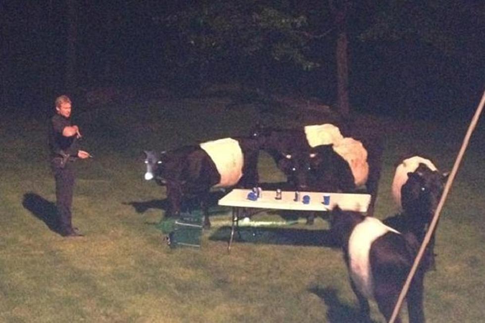 Cows Crash Keg Party, Chug Bud Light