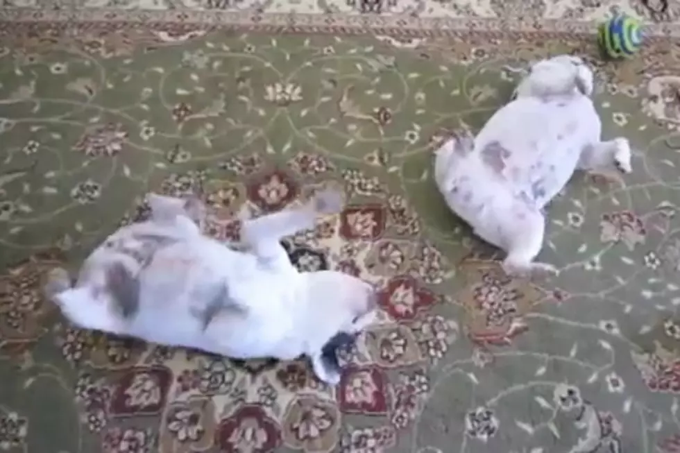 Watch a Pair of Adorable French Bulldogs &#8216;Twist&#8217; the Night Away