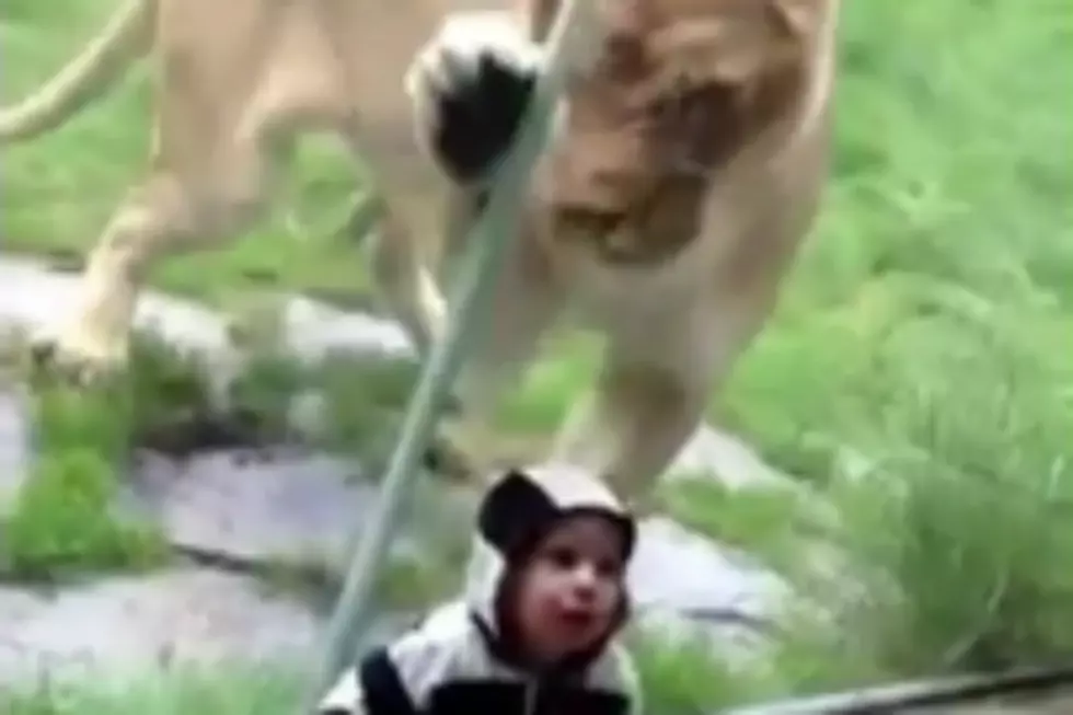 Lion Really Wants to Devour Toddler Dressed In Zebra Stripes