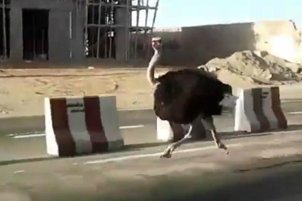 Fearless Ostrich Runs Wild Through the Streets of Saudi Arabia