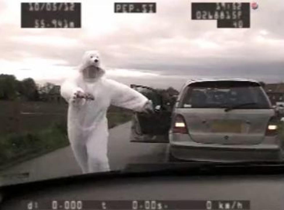 Man in Polar Bear Suit Pulled Over By Cop