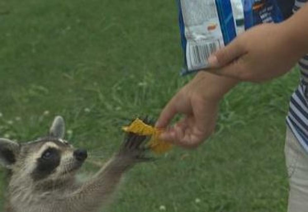 Raccoons Set Up Shop Outside of Convenience Store, Gorge on Doritos