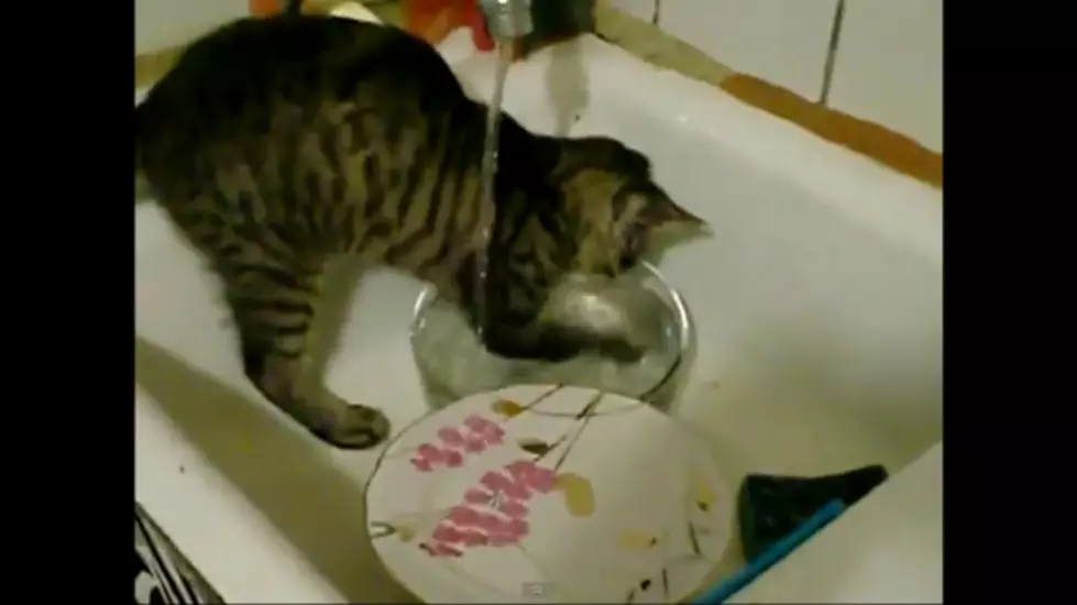 Dishwasher Cat Will Clean Up Your Mess