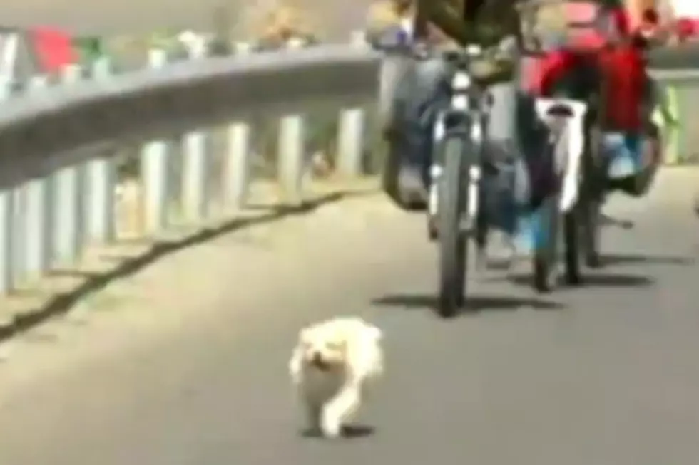 Plucky Stray Dog Follows Cyclists on 1,100 Mile Journey