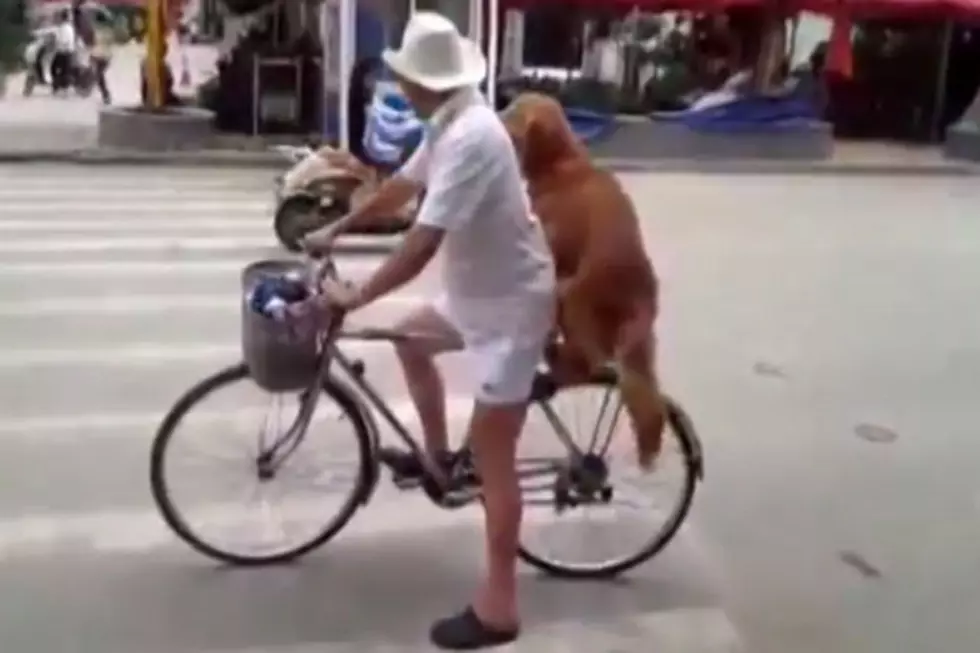 Dog Adorably Guards Owner&#8217;s Bicycle, Then Rides in Seat