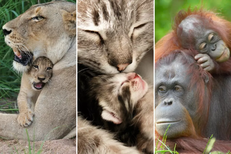 15 Baby Animals Celebrating Mother&#8217;s Day With Their Mommies
