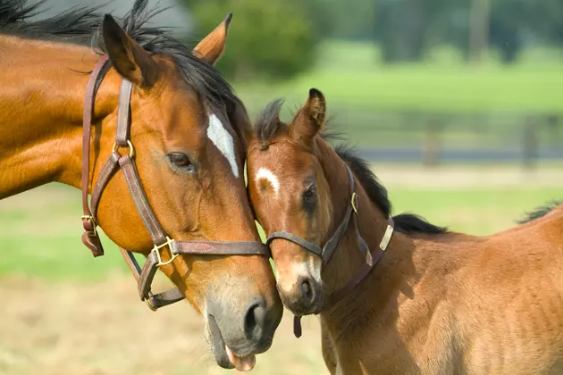 mothers-day-baby-horse-with-mom.jpg?w=630&h=420&q=75