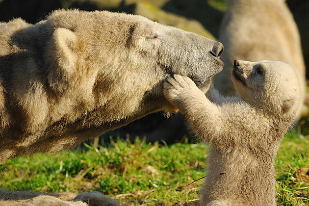 15 Baby Animals Celebrating Mother S Day With Their Mommies