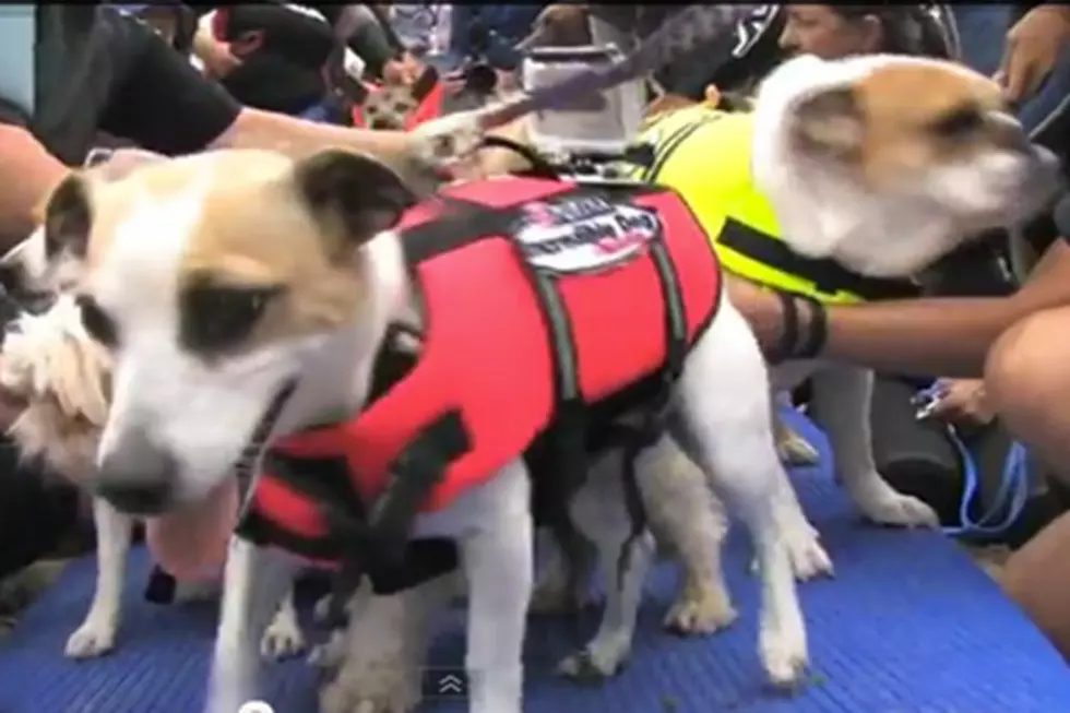 Surfing Dogs Compete for Bodacious Rides on California Waves
