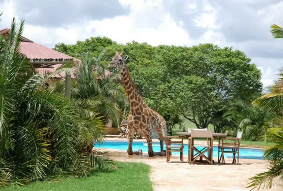 Giraffe Takes a Relaxing Dip in the Pool