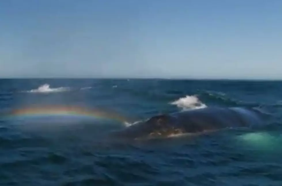 Watch a Whale Shoot a Rainbow Out of Its Blowhole