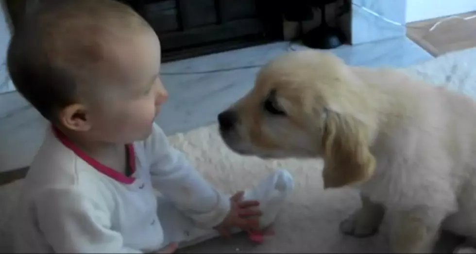 Puppy And Baby Meet For The First Time