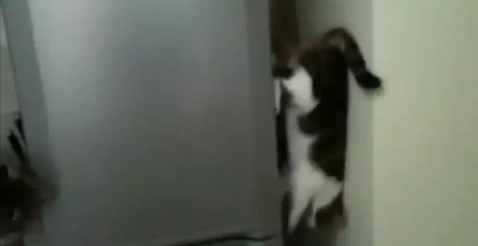 Amazing Spider-Cat Climbs Down the Fridge