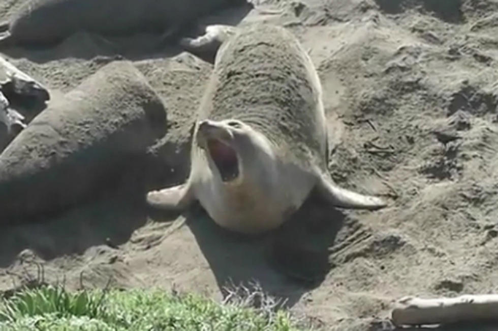 Rude Elephant Seal Lets Loose With 8-Second Mega Belch