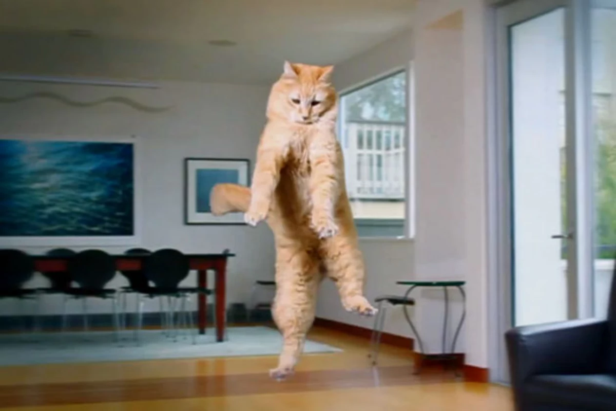 ASPCA’s Awesome ‘Hovercat’ Encourages Us to Adopt Pets