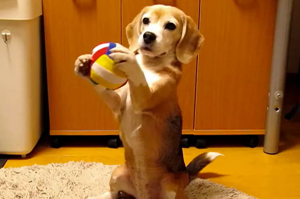 Catching a Ball Is Way Cuter When a Beagle Puppy Does It