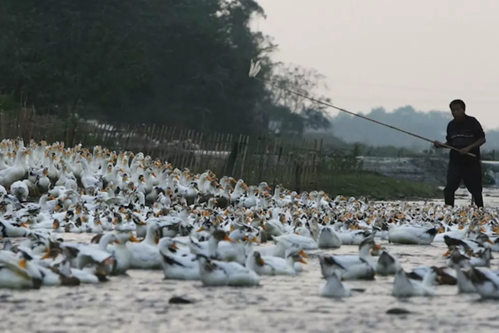 Flock of Ducks Create China’s Cutest Traffic Problem