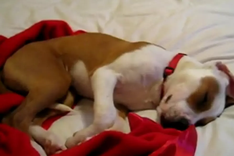 Adorable Pooch Cries in Her Sleep