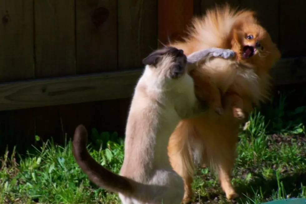 Cat Punches Out Dog in Funniest Photo Ever