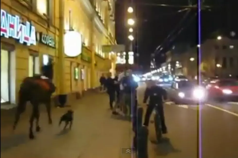 Horse and Dog Race Down Sidewalk in Bizarre Russia Video