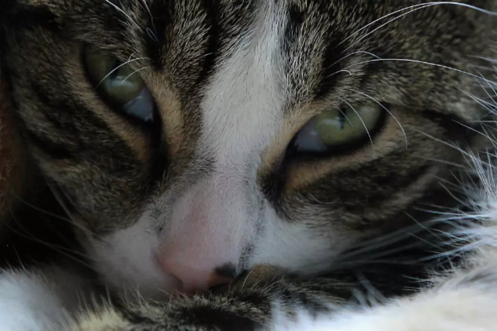 The Internet Cat Video Film Festival Is Finally a Reality