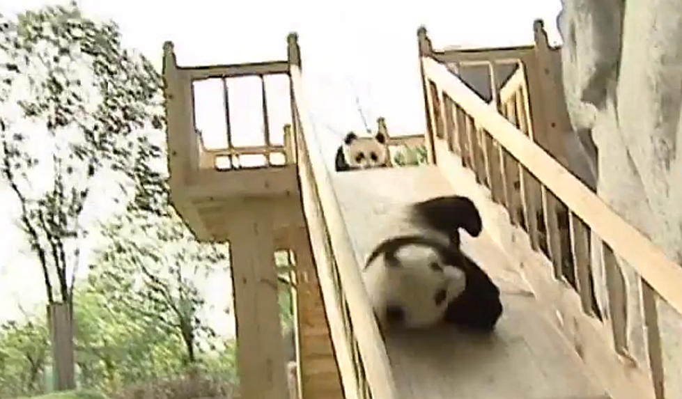 Panda Cubs Discover Their Slide