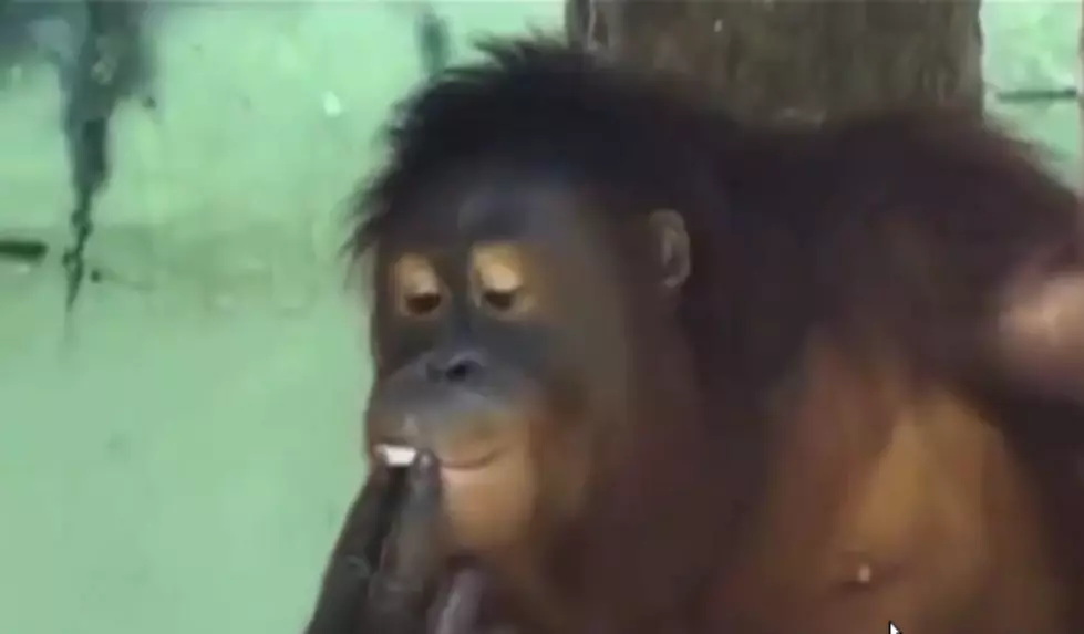Smoking Orangutan Being Sent to Ape Rehab