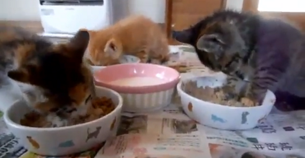 Kitten Sleeping In Food Has a Hard Life