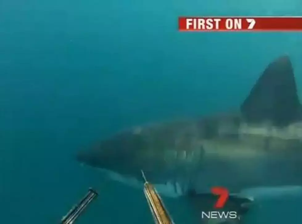 Divers Fend Off Hungry Great White Shark