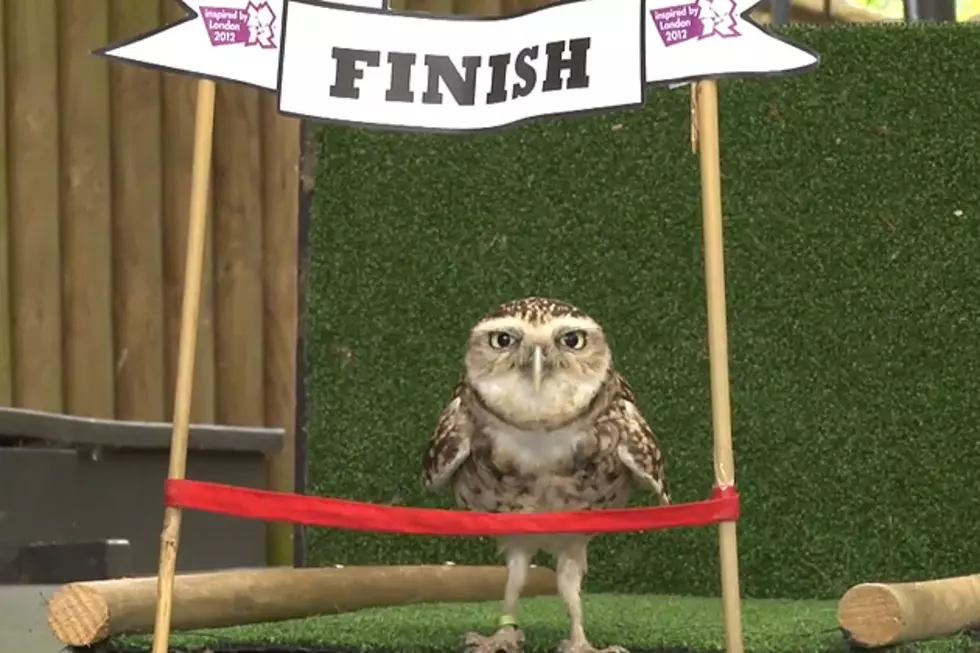 Bob the Owl Is Going for the Animal Olympic Gold in London