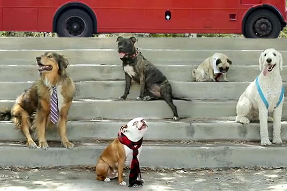 Dogs Covering One Direction&#8217;s &#8216;One Thing&#8217; is a Cuteness Overload