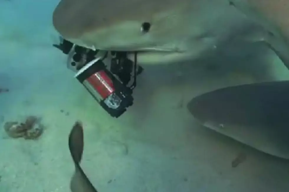 Shark Snags an Underwater Camera