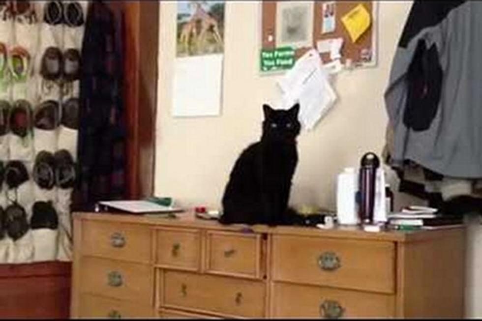 Here’s Definitive Proof That Cats are Jerks