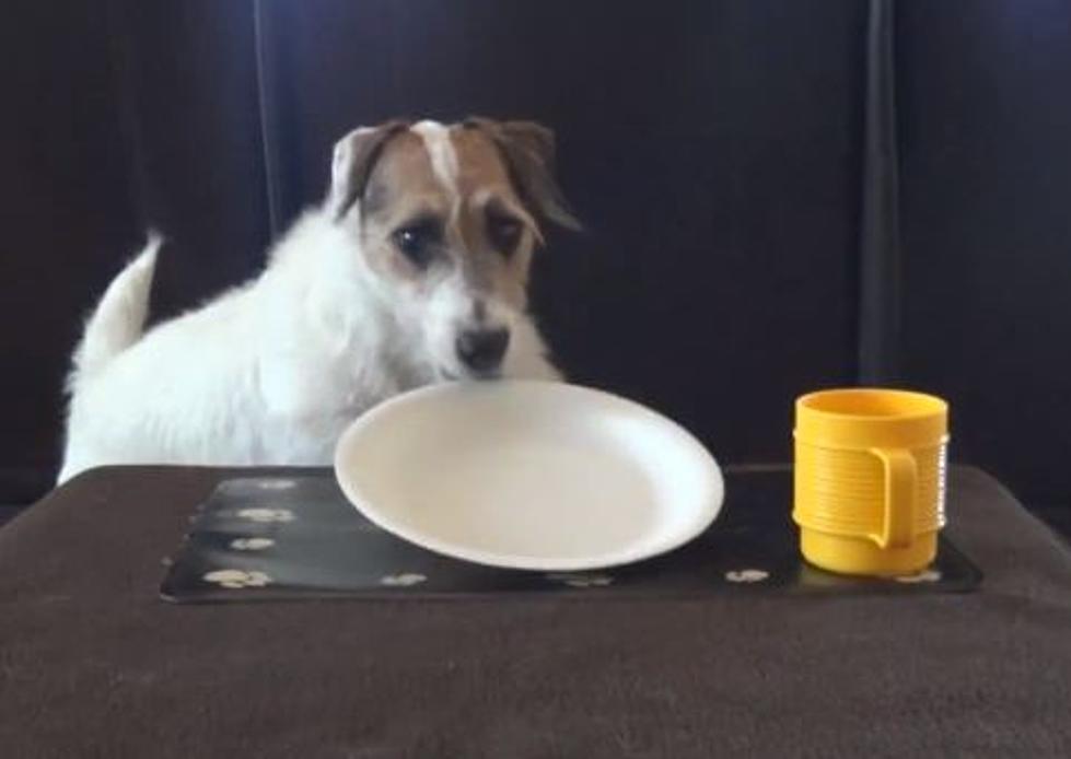 Jesse the Jack Russell Is the World&#8217;s Most Useful Dog