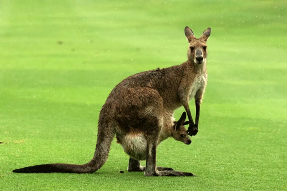 Kangaroos Make a Wild Escape from German Zoo