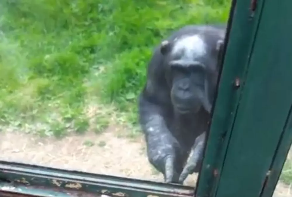Is This Chimp Instructing Zoo Visitors on How to Free Him From His Cage?