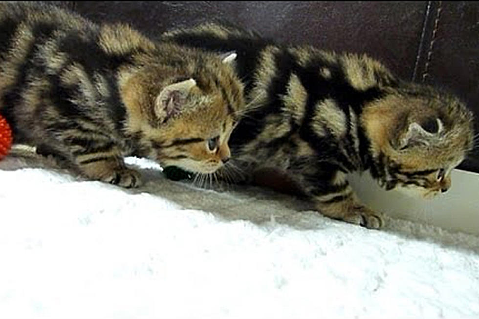 Watch Adorable Ninja Kitties In ‘Crouching Tiger, Hidden Kitten’