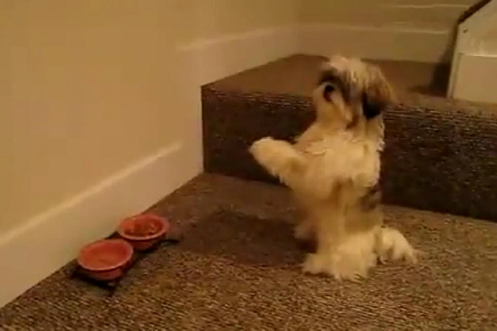 Adorable Dog Prays Before Meal