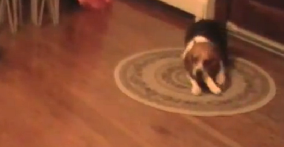 Clever Beagle Uses Misdirection