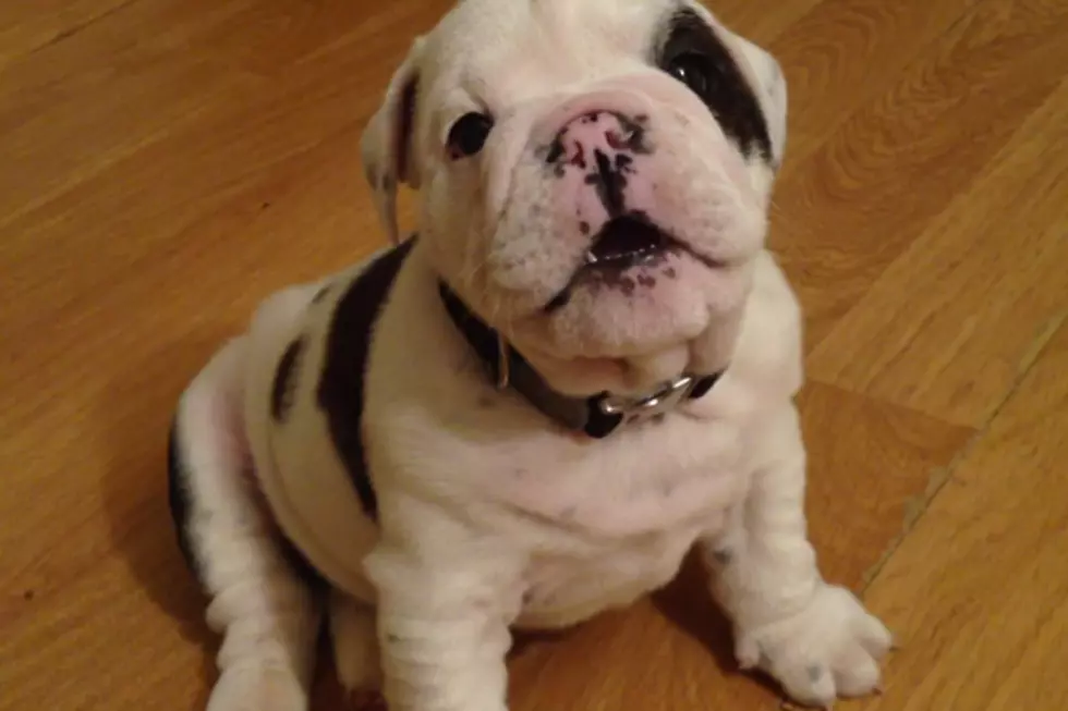 Is Fussy Bulldog Puppy Bentley the Internet’s New Mascot?