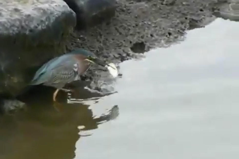 Clever Green Heron Knows How to Fish For His Lunch