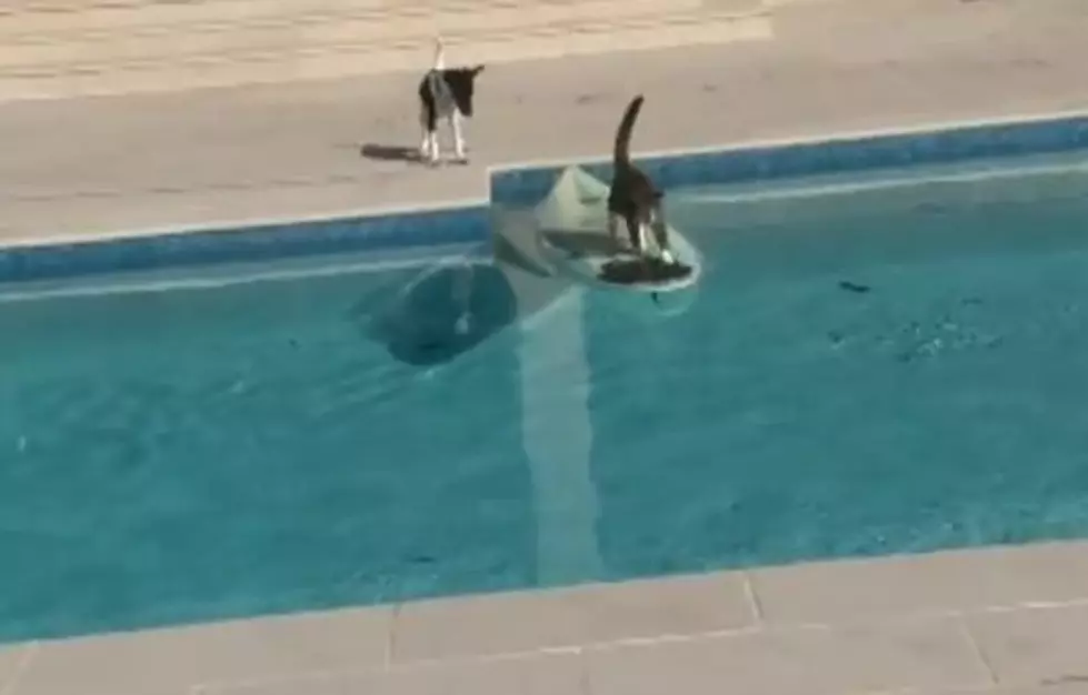 Cat Escapes Dog By Hopping on Surfboard