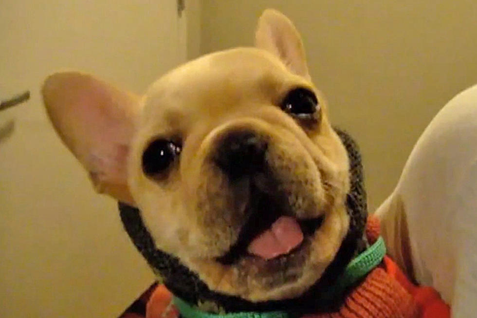 Talking &#8216;I Love You&#8217; Puppy in Christmas Sweater Is Too Sweet For Words [VIDEO]