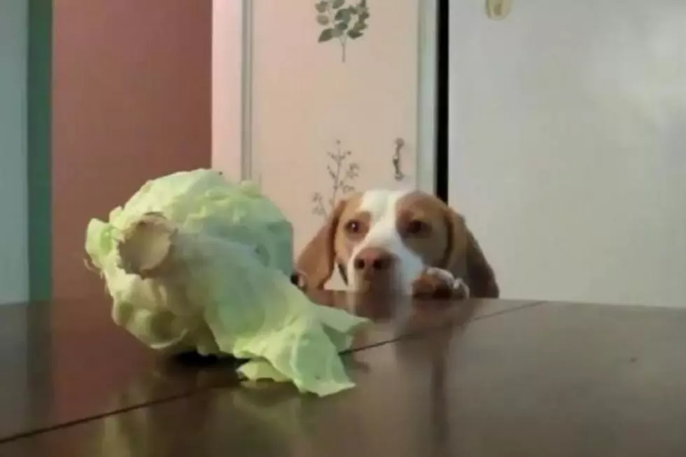 Caught in the Act! Watch as Dog Steals Cabbage