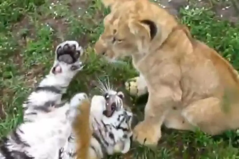 Scrappy Lion and Tiger Cubs Play Together in the Grass