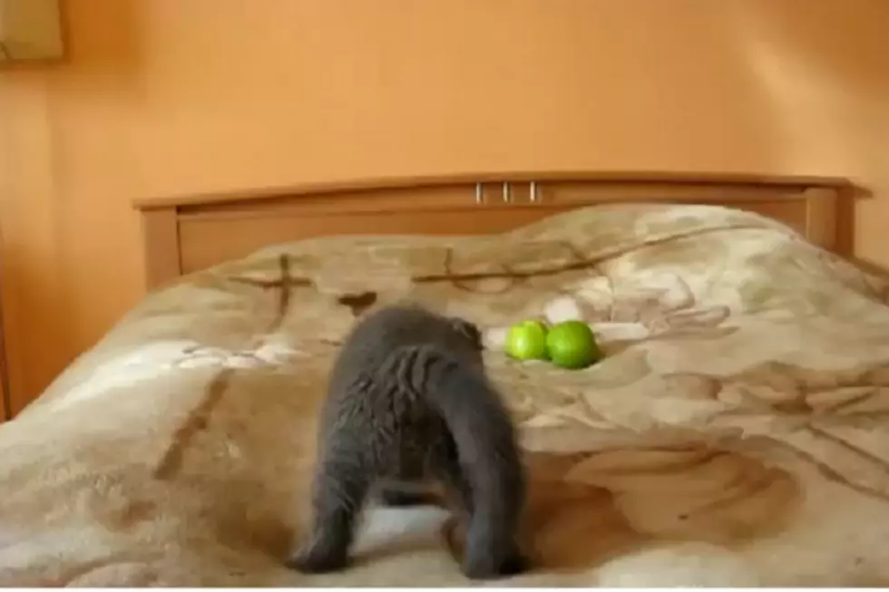 Watch as Kitten Saves the World From Terrifying Apple Invasion